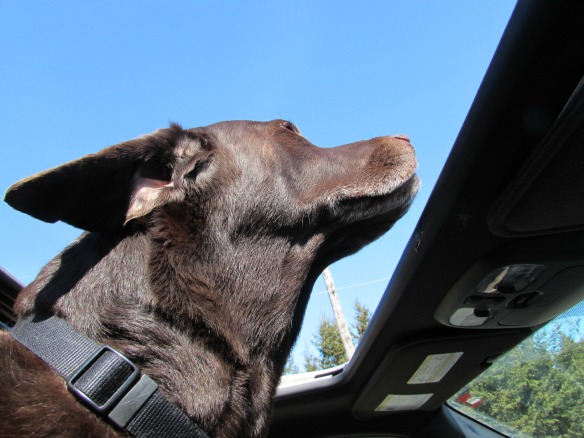 Murdoch discovers the sunroof